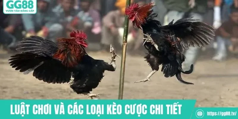 Luật chơi và các loại kèo cược đá gà cựa dao chi tiết